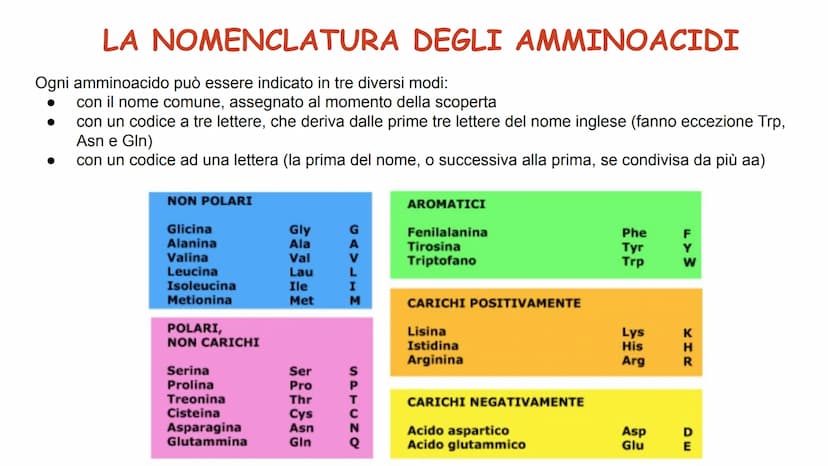 00
LE
PROTEINE AMMINOACIDI
PROTEINE
POLIMERICHE
NUCLEOTIDI
ACIDI
NUCLEICI
BIOMOLECOLE
CARBOIDRATI
SEMPLICI
CARBOIDRATI
COMPLESSI
NON POLIMER
