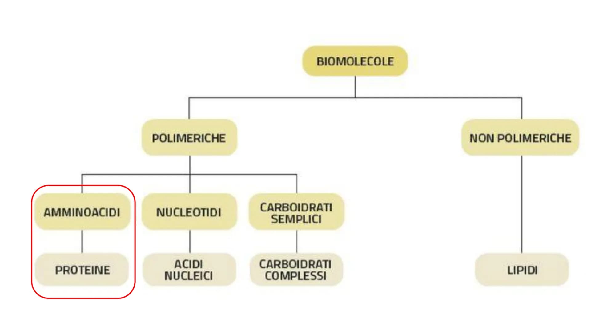 00
LE
PROTEINE AMMINOACIDI
PROTEINE
POLIMERICHE
NUCLEOTIDI
ACIDI
NUCLEICI
BIOMOLECOLE
CARBOIDRATI
SEMPLICI
CARBOIDRATI
COMPLESSI
NON POLIMER