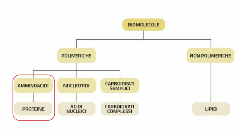 00
LE
PROTEINE AMMINOACIDI
PROTEINE
POLIMERICHE
NUCLEOTIDI
ACIDI
NUCLEICI
BIOMOLECOLE
CARBOIDRATI
SEMPLICI
CARBOIDRATI
COMPLESSI
NON POLIMER