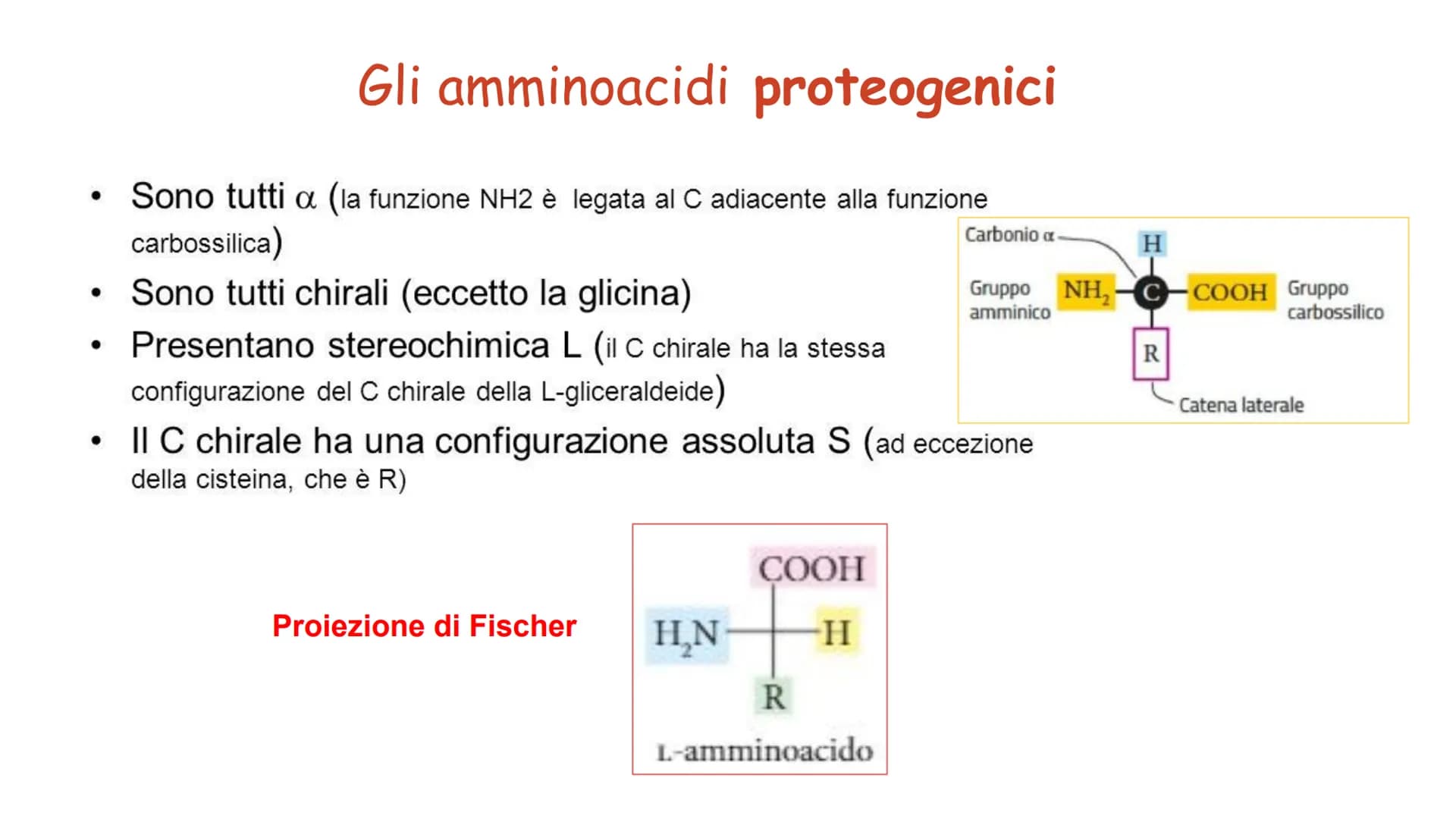 00
LE
PROTEINE AMMINOACIDI
PROTEINE
POLIMERICHE
NUCLEOTIDI
ACIDI
NUCLEICI
BIOMOLECOLE
CARBOIDRATI
SEMPLICI
CARBOIDRATI
COMPLESSI
NON POLIMER