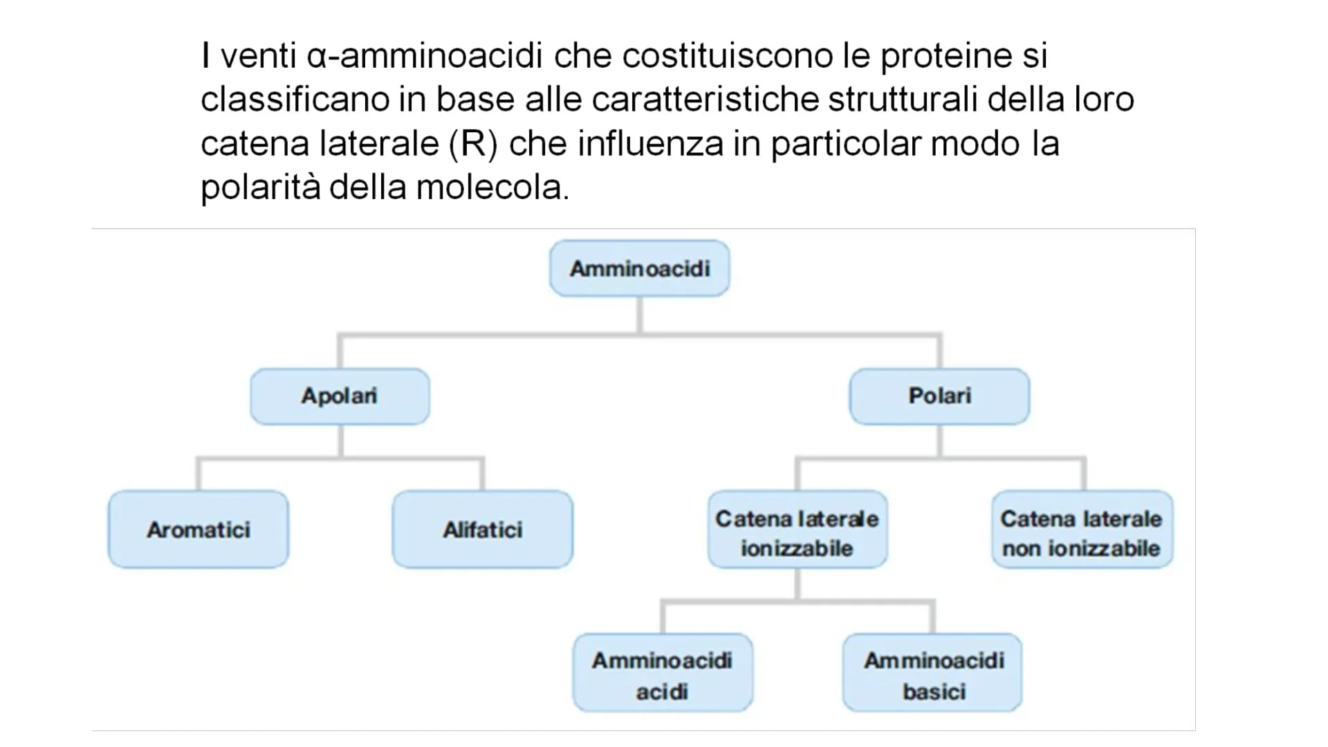 00
LE
PROTEINE AMMINOACIDI
PROTEINE
POLIMERICHE
NUCLEOTIDI
ACIDI
NUCLEICI
BIOMOLECOLE
CARBOIDRATI
SEMPLICI
CARBOIDRATI
COMPLESSI
NON POLIMER