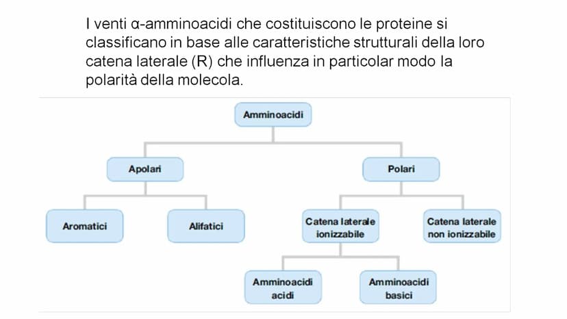 00
LE
PROTEINE AMMINOACIDI
PROTEINE
POLIMERICHE
NUCLEOTIDI
ACIDI
NUCLEICI
BIOMOLECOLE
CARBOIDRATI
SEMPLICI
CARBOIDRATI
COMPLESSI
NON POLIMER