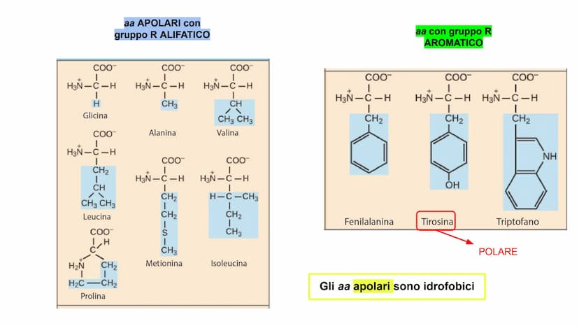 00
LE
PROTEINE AMMINOACIDI
PROTEINE
POLIMERICHE
NUCLEOTIDI
ACIDI
NUCLEICI
BIOMOLECOLE
CARBOIDRATI
SEMPLICI
CARBOIDRATI
COMPLESSI
NON POLIMER