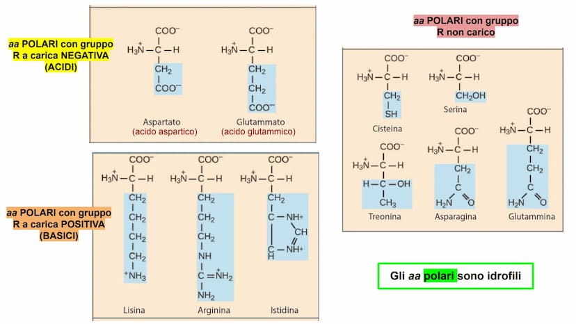 00
LE
PROTEINE AMMINOACIDI
PROTEINE
POLIMERICHE
NUCLEOTIDI
ACIDI
NUCLEICI
BIOMOLECOLE
CARBOIDRATI
SEMPLICI
CARBOIDRATI
COMPLESSI
NON POLIMER
