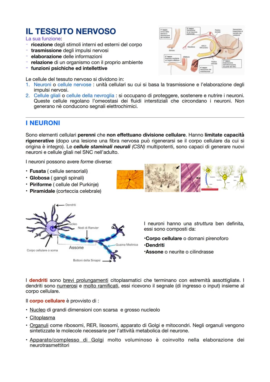 IL TESSUTO NERVOSO
La sua funzione:
- ricezione degli stimoli interni ed esterni del corpo
trasmissione degli impulsi nervosi
elaborazione d
