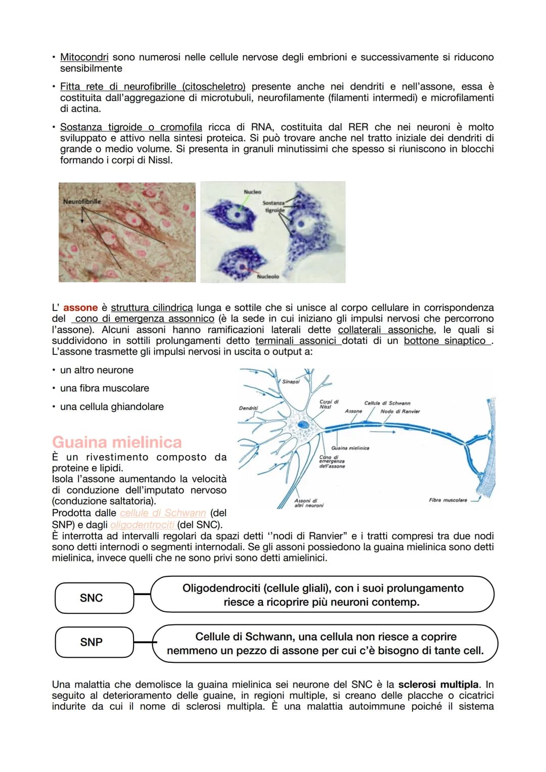 IL TESSUTO NERVOSO
La sua funzione:
- ricezione degli stimoli interni ed esterni del corpo
trasmissione degli impulsi nervosi
elaborazione d