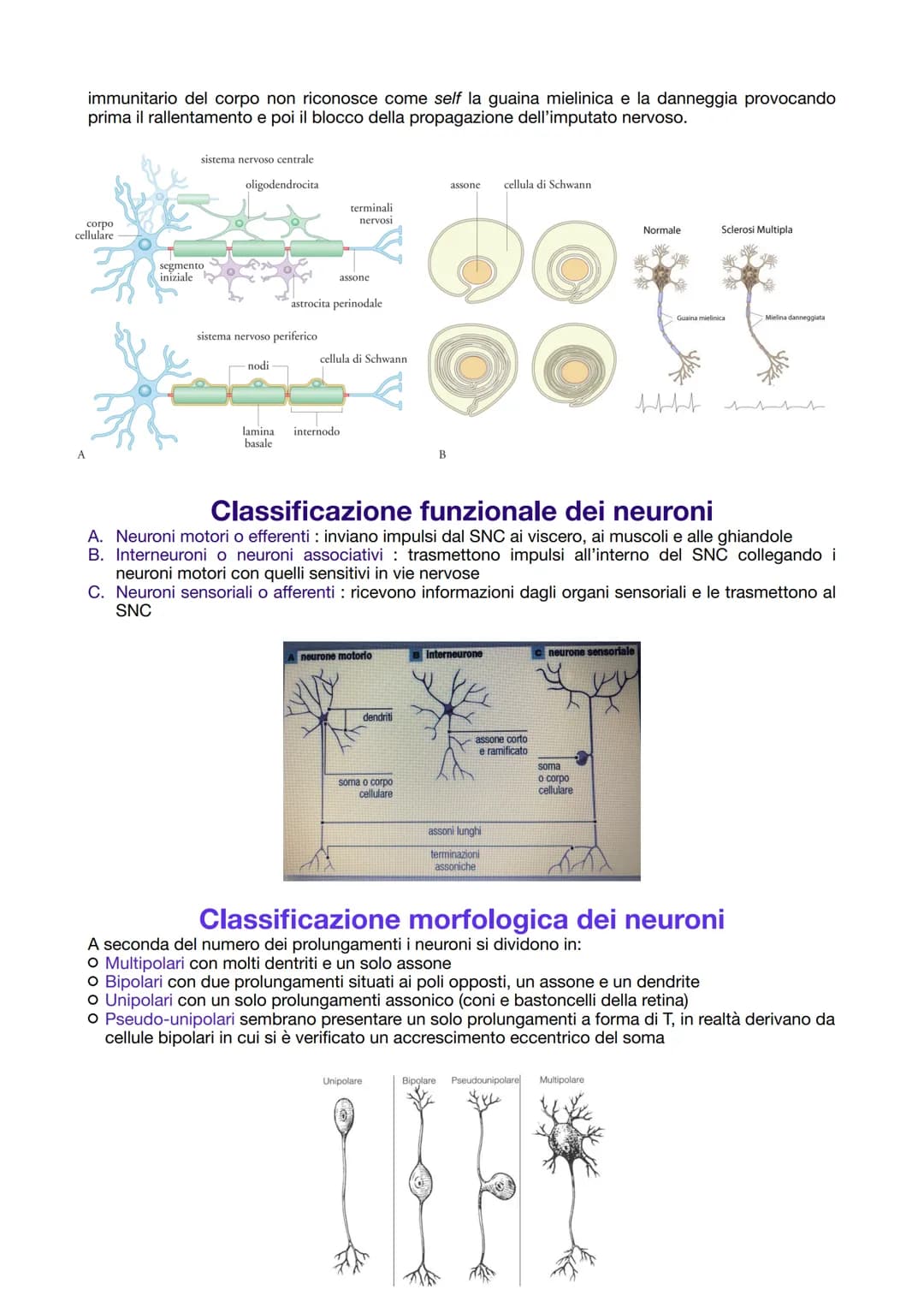 IL TESSUTO NERVOSO
La sua funzione:
- ricezione degli stimoli interni ed esterni del corpo
trasmissione degli impulsi nervosi
elaborazione d