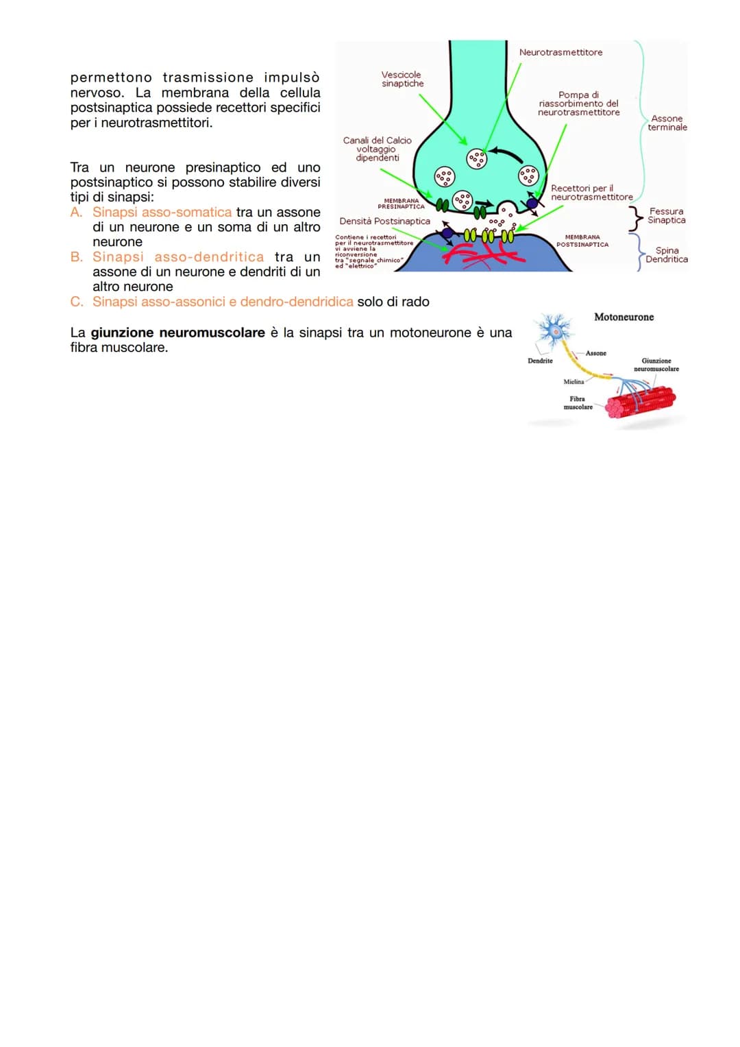 IL TESSUTO NERVOSO
La sua funzione:
- ricezione degli stimoli interni ed esterni del corpo
trasmissione degli impulsi nervosi
elaborazione d