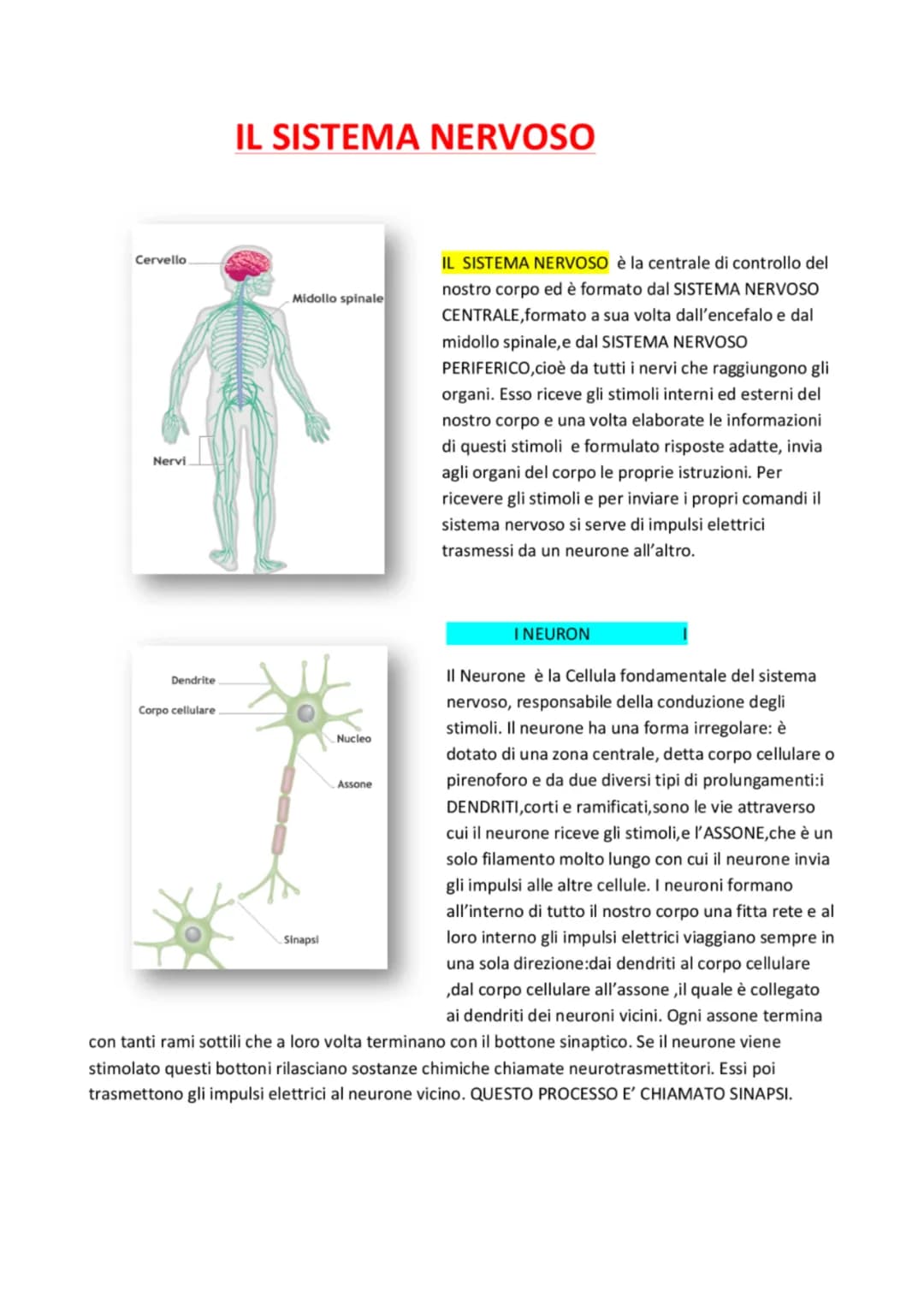 Cervello
Nervi
Dendrite
Corpo cellulare
IL SISTEMA NERVOSO
Midollo spinale
Sinapsi
Nucleo
Assone
or
IL SISTEMA NERVOSO è la centrale di cont