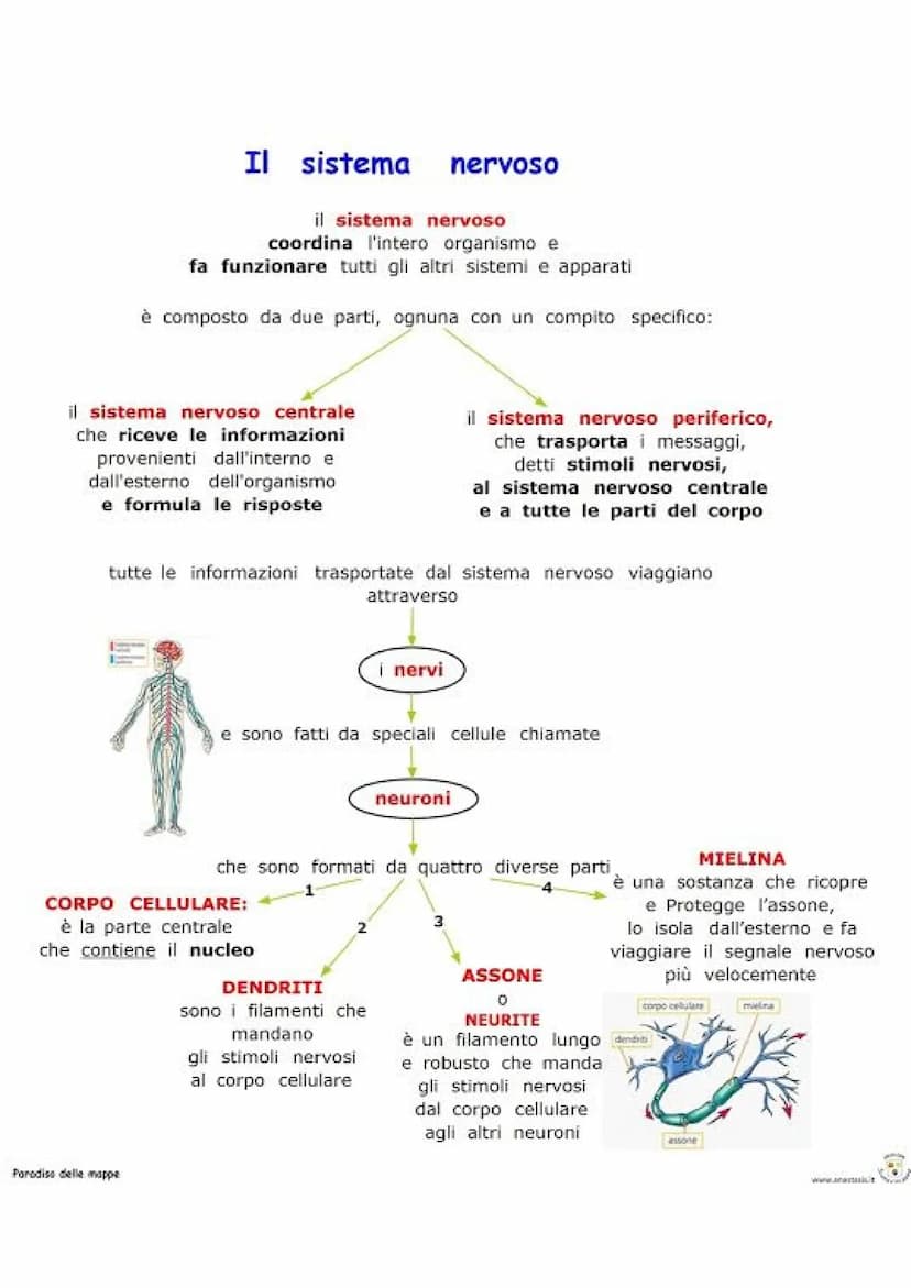 Cervello
Nervi
Dendrite
Corpo cellulare
IL SISTEMA NERVOSO
Midollo spinale
Sinapsi
Nucleo
Assone
or
IL SISTEMA NERVOSO è la centrale di cont