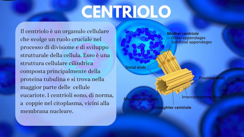 LA CELLULA La cellula è la più piccola unità morfologica è funzionale di tutti gli
esseri viventi. Ogni cellula può essere considerata come 