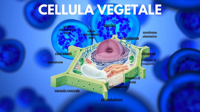 LA CELLULA La cellula è la più piccola unità morfologica è funzionale di tutti gli
esseri viventi. Ogni cellula può essere considerata come 