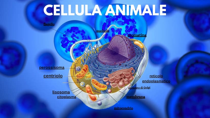 LA CELLULA La cellula è la più piccola unità morfologica è funzionale di tutti gli
esseri viventi. Ogni cellula può essere considerata come 