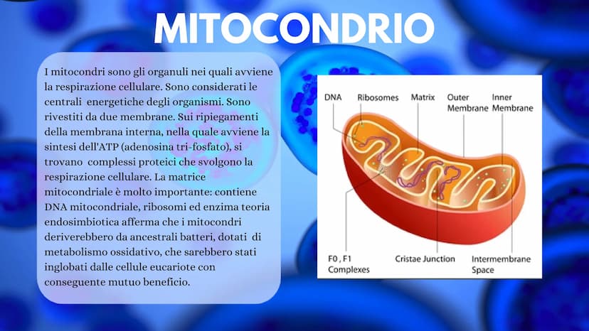 LA CELLULA La cellula è la più piccola unità morfologica è funzionale di tutti gli
esseri viventi. Ogni cellula può essere considerata come 