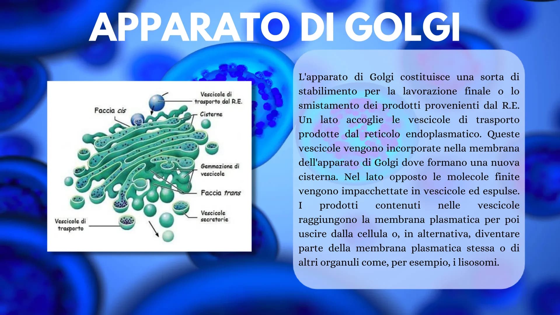 LA CELLULA La cellula è la più piccola unità morfologica è funzionale di tutti gli
esseri viventi. Ogni cellula può essere considerata come 