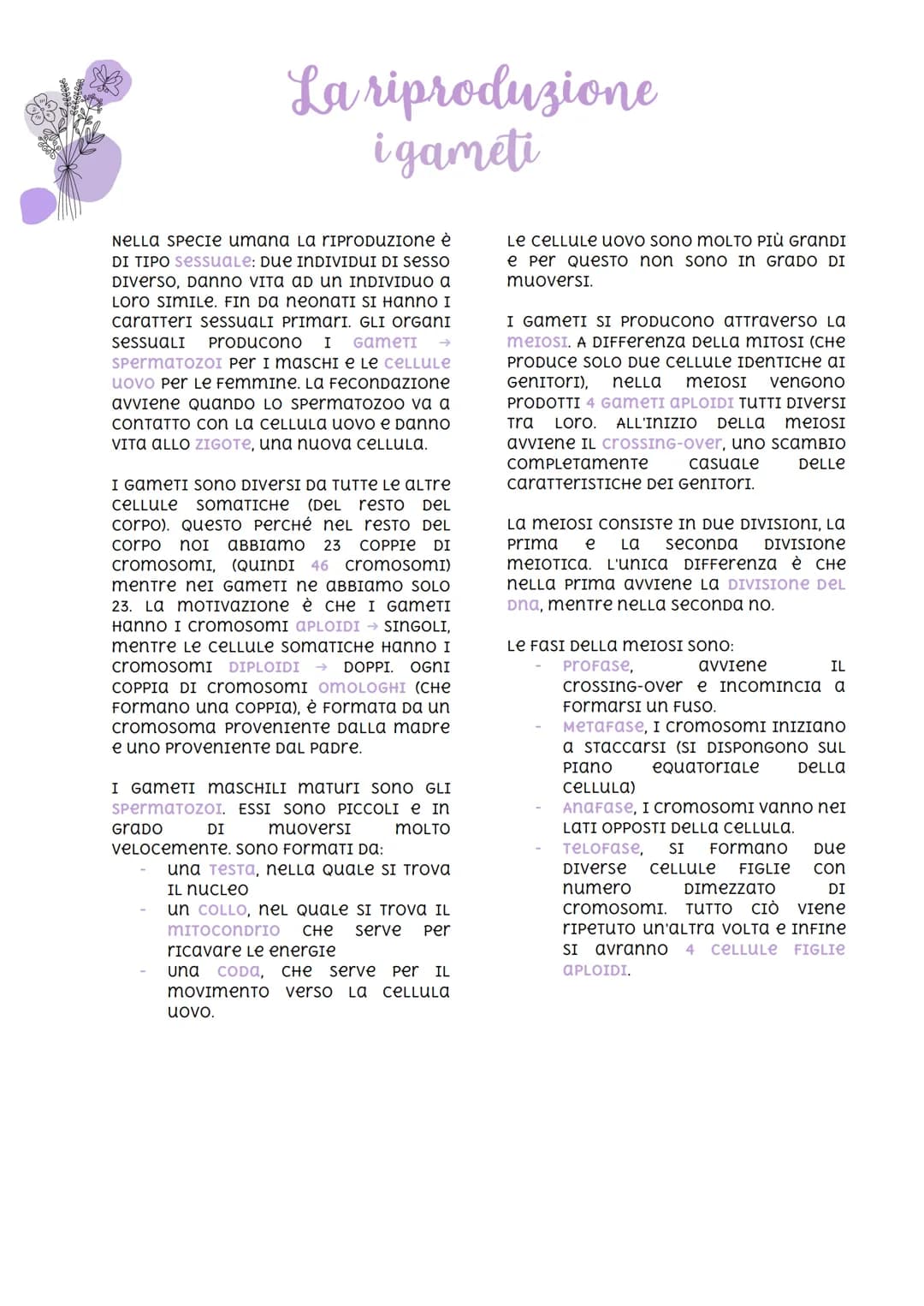 
<p>Nella specie umana, la riproduzione è di tipo sessuale. Ciò significa che due individui di sesso diverso danno vita ad un individuo a lo