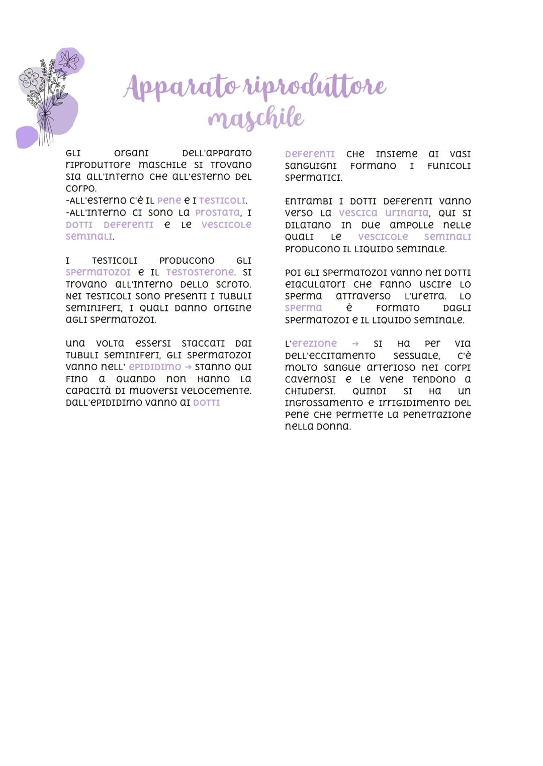 
<p>Nella specie umana, la riproduzione è di tipo sessuale. Ciò significa che due individui di sesso diverso danno vita ad un individuo a lo