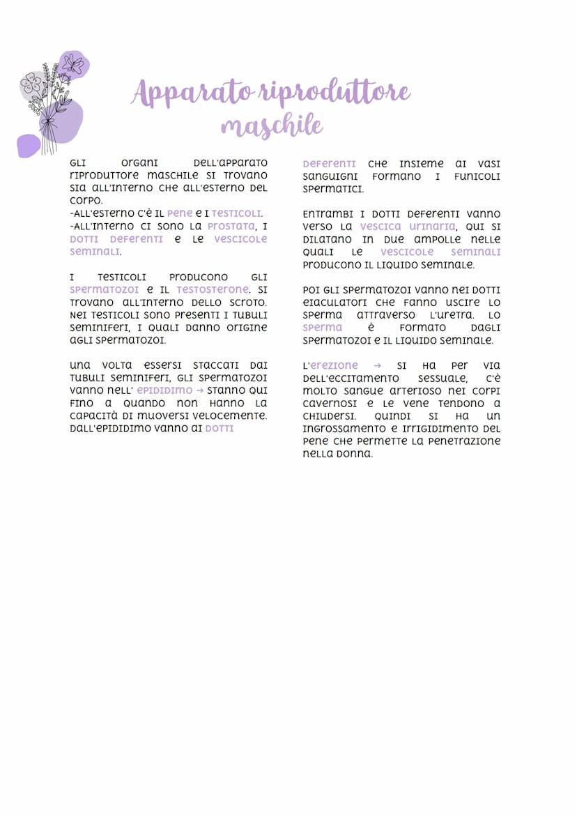 
<p>Nella specie umana, la riproduzione è di tipo sessuale. Ciò significa che due individui di sesso diverso danno vita ad un individuo a lo