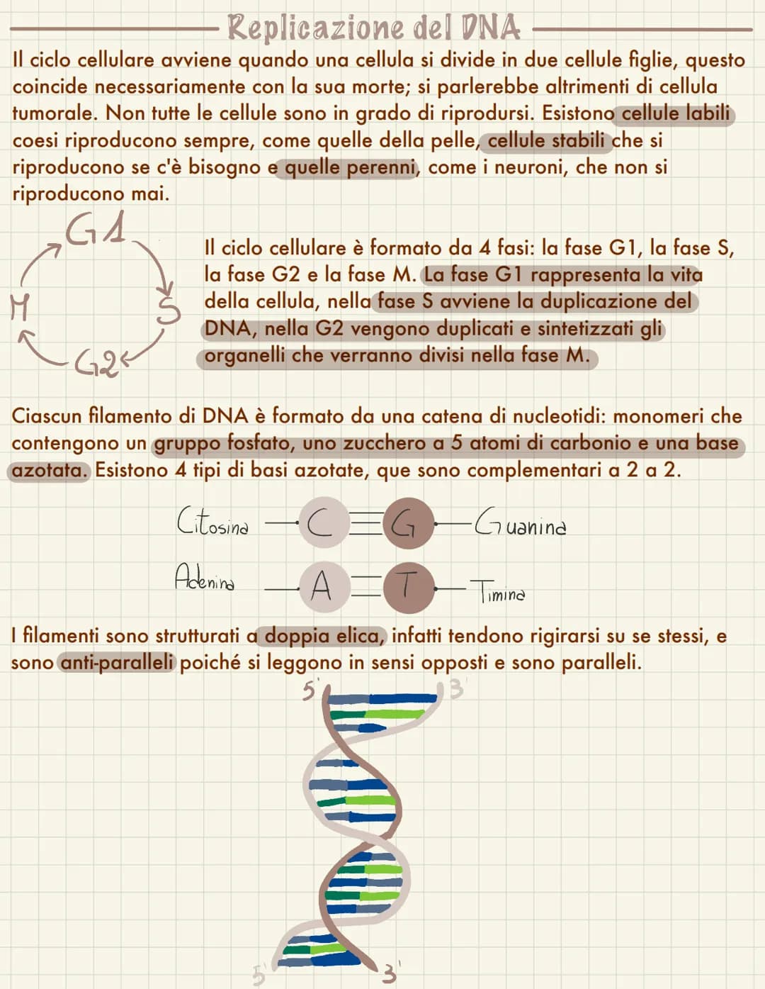  Replicazione del DNA
Il ciclo cellulare avviene quando una cellula si divide in due cellule figlie, questo
coincide necessariamente con la 