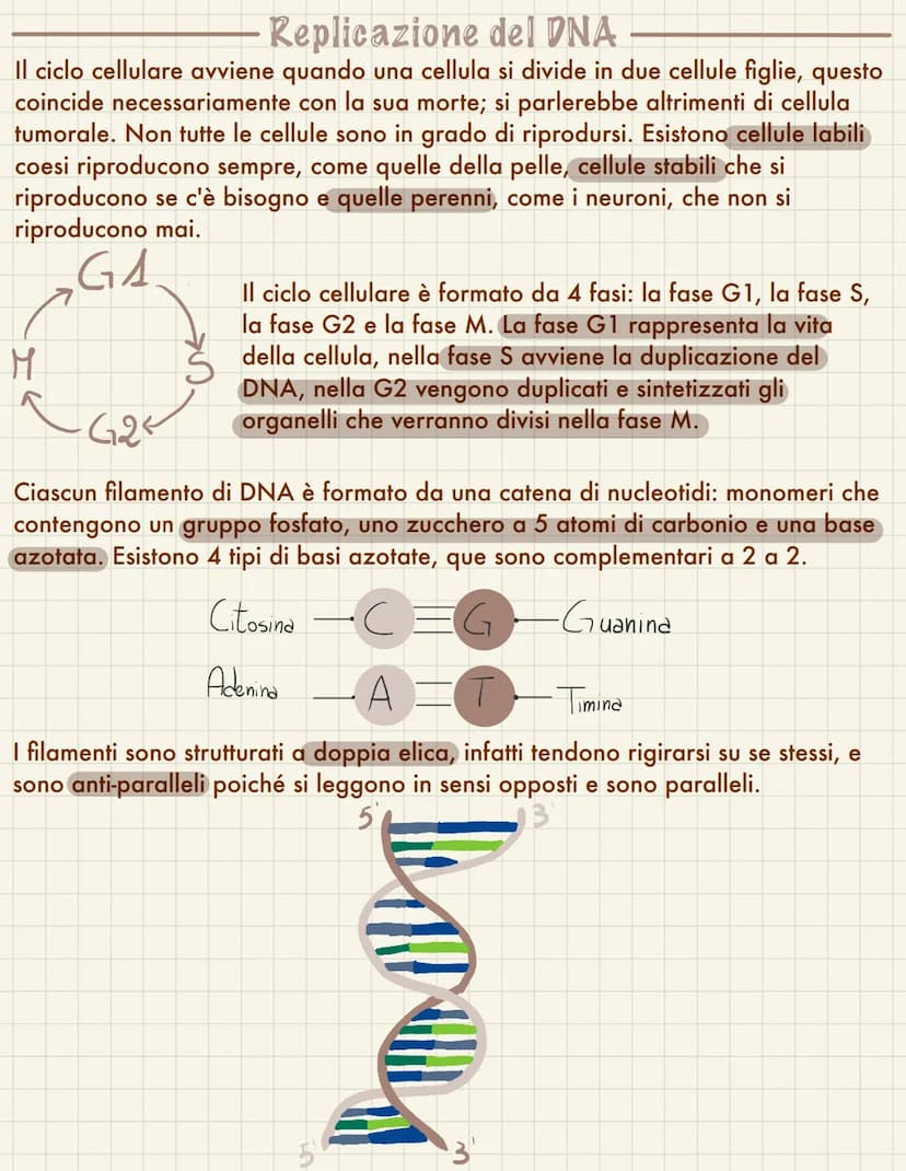  Replicazione del DNA
Il ciclo cellulare avviene quando una cellula si divide in due cellule figlie, questo
coincide necessariamente con la 