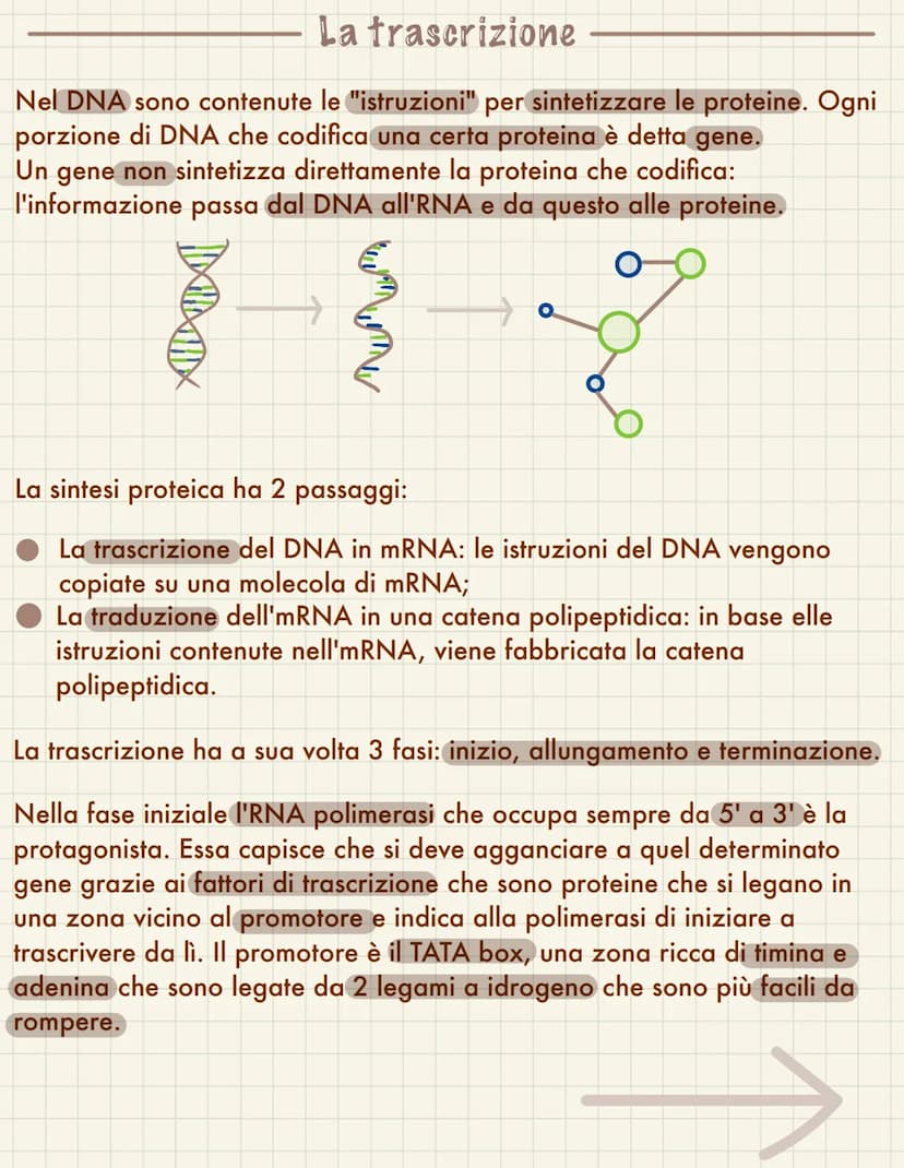  Replicazione del DNA
Il ciclo cellulare avviene quando una cellula si divide in due cellule figlie, questo
coincide necessariamente con la 