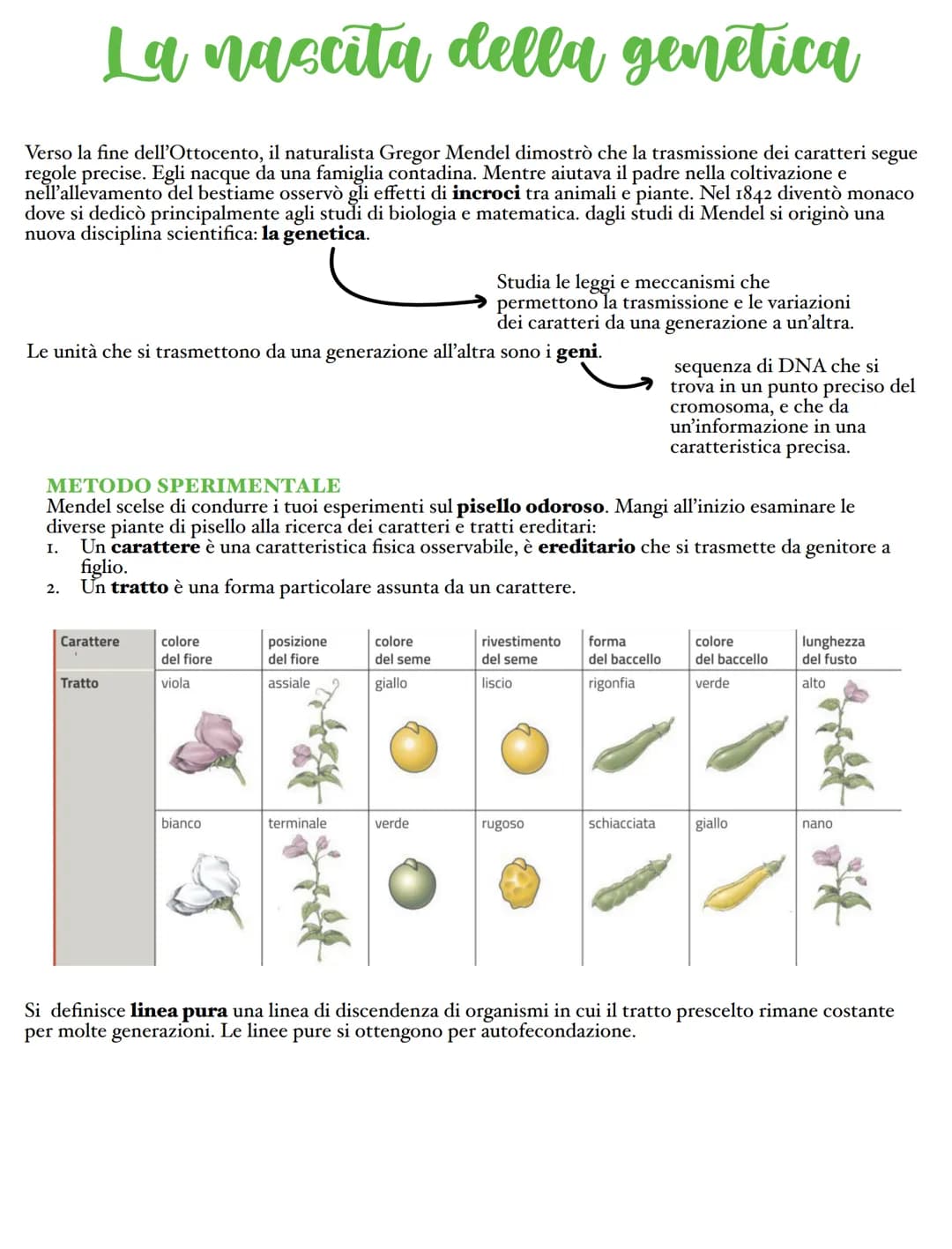 La nascita della genetica
Verso la fine dell'Ottocento, il naturalista Gregor Mendel dimostrò che la trasmissione dei caratteri segue
regole
