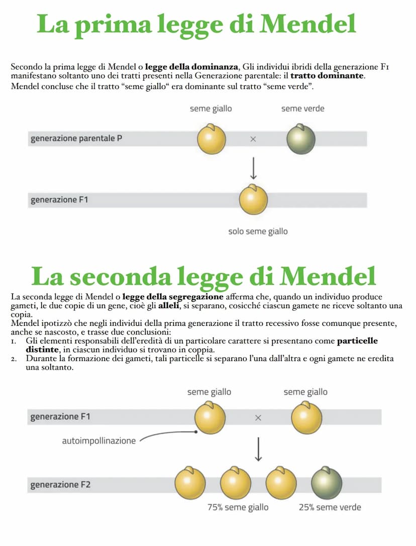 La nascita della genetica
Verso la fine dell'Ottocento, il naturalista Gregor Mendel dimostrò che la trasmissione dei caratteri segue
regole