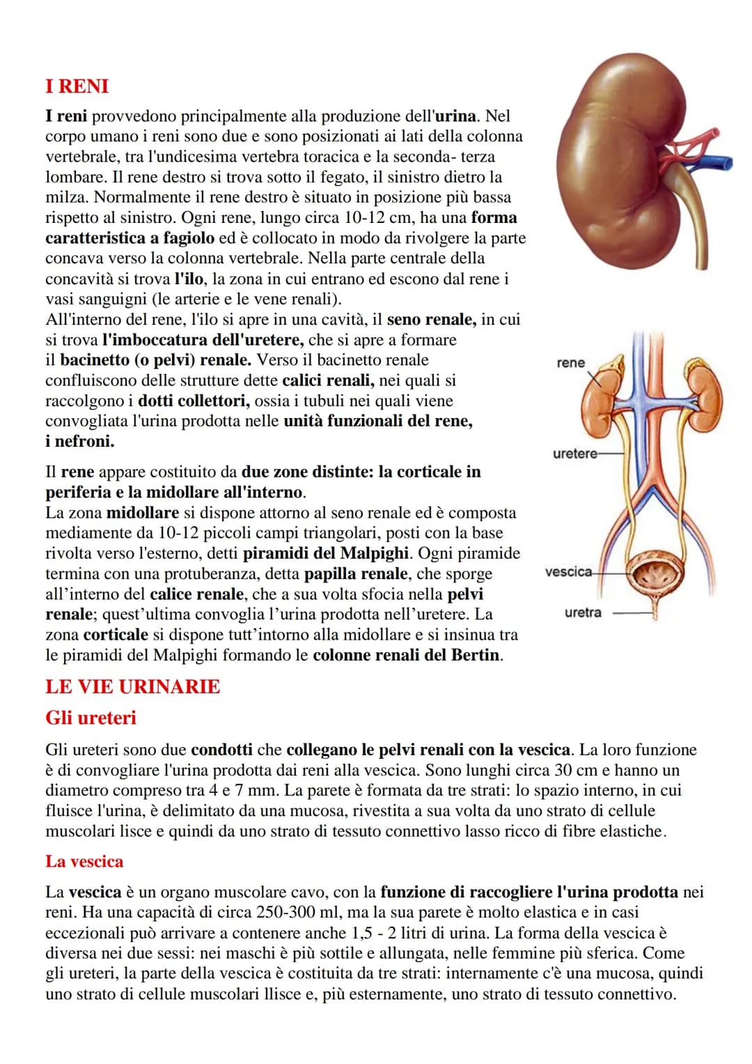 Apparato urinario o escretore
L'apparato urinario (o escretore) è l'insieme degli organi e delle strutture il cui compito
è quello di filtra