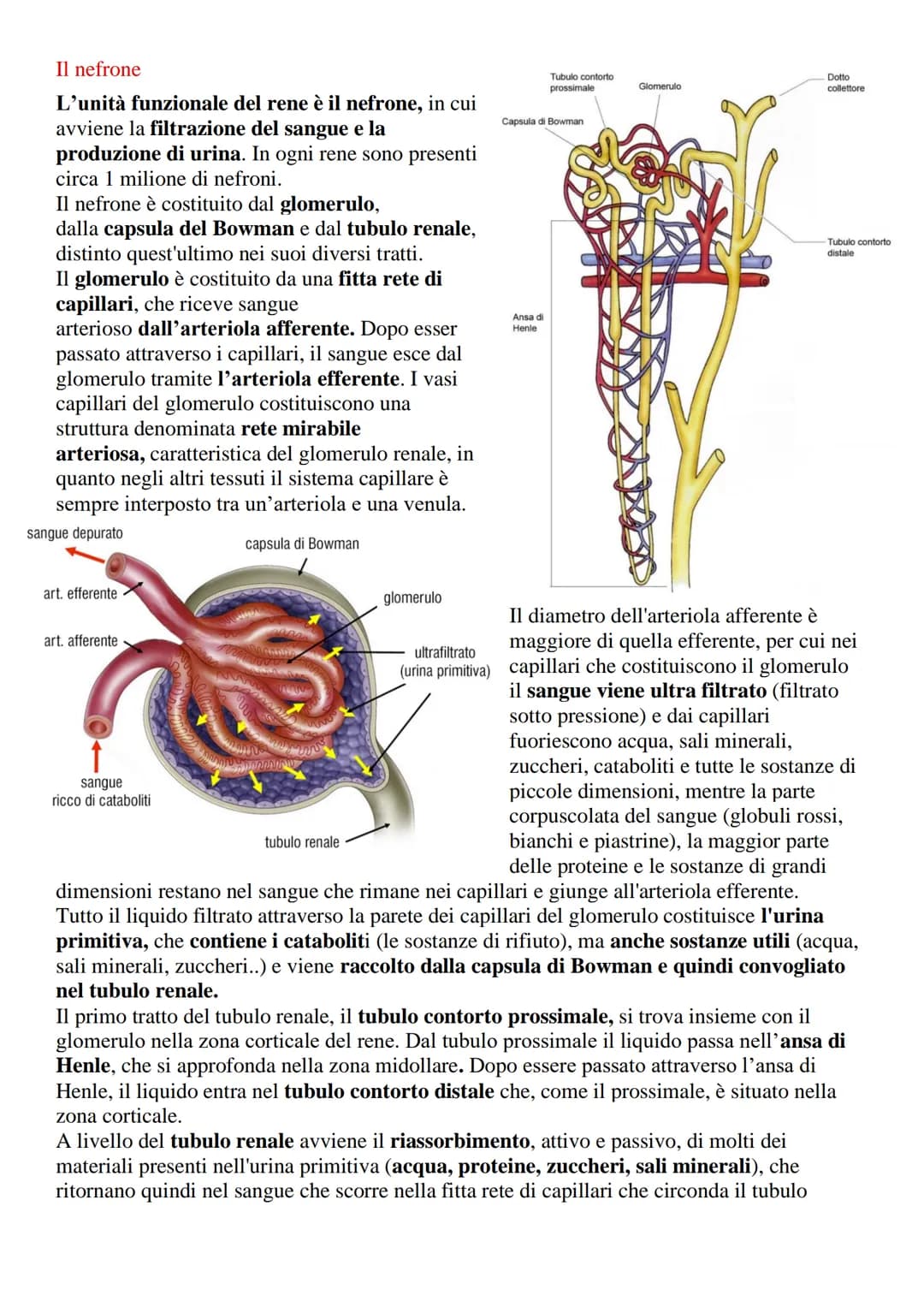 Apparato urinario o escretore
L'apparato urinario (o escretore) è l'insieme degli organi e delle strutture il cui compito
è quello di filtra