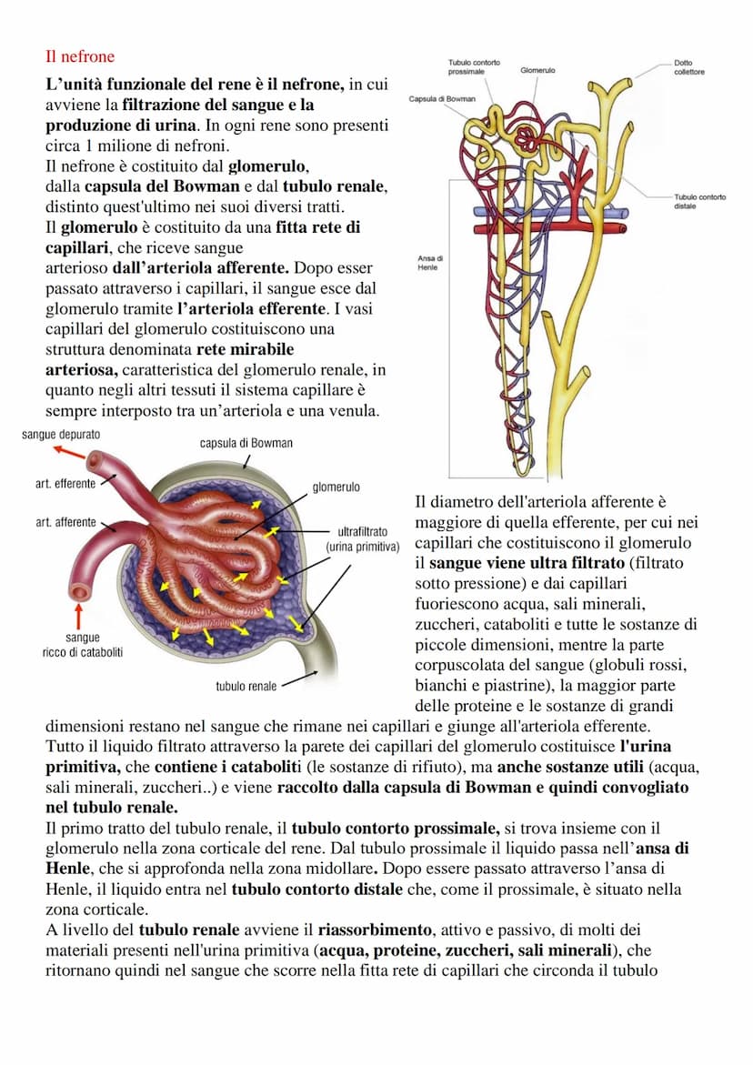 Apparato urinario o escretore
L'apparato urinario (o escretore) è l'insieme degli organi e delle strutture il cui compito
è quello di filtra