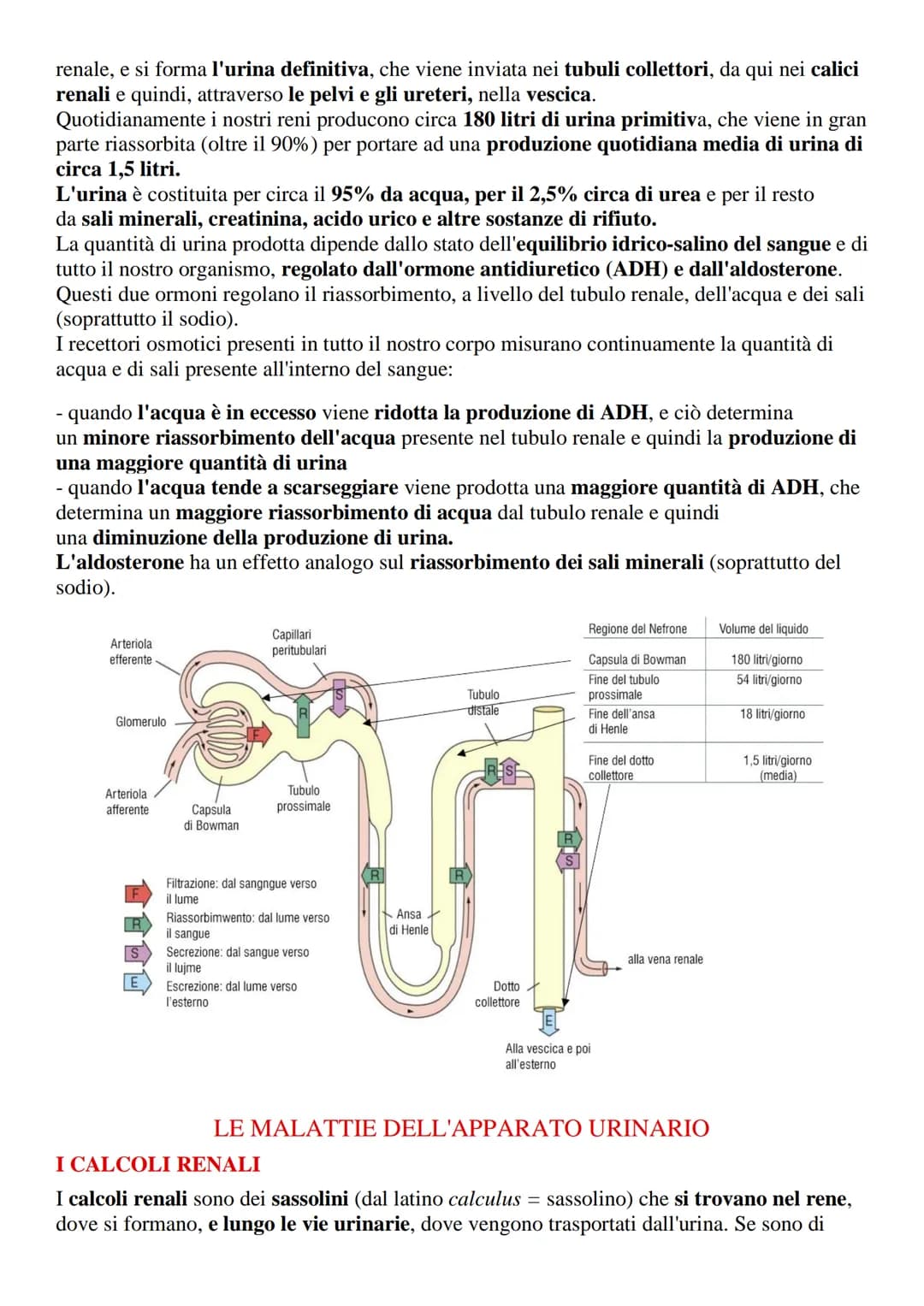 Apparato urinario o escretore
L'apparato urinario (o escretore) è l'insieme degli organi e delle strutture il cui compito
è quello di filtra