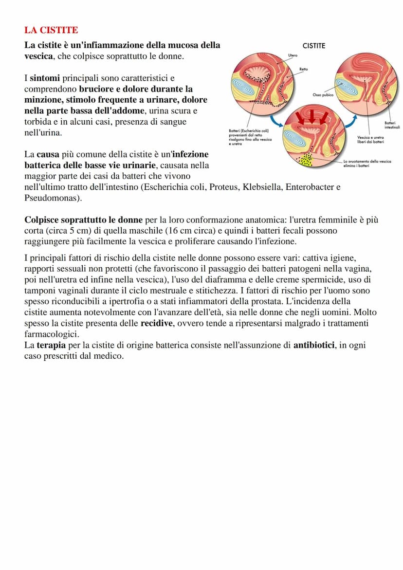 Apparato urinario o escretore
L'apparato urinario (o escretore) è l'insieme degli organi e delle strutture il cui compito
è quello di filtra
