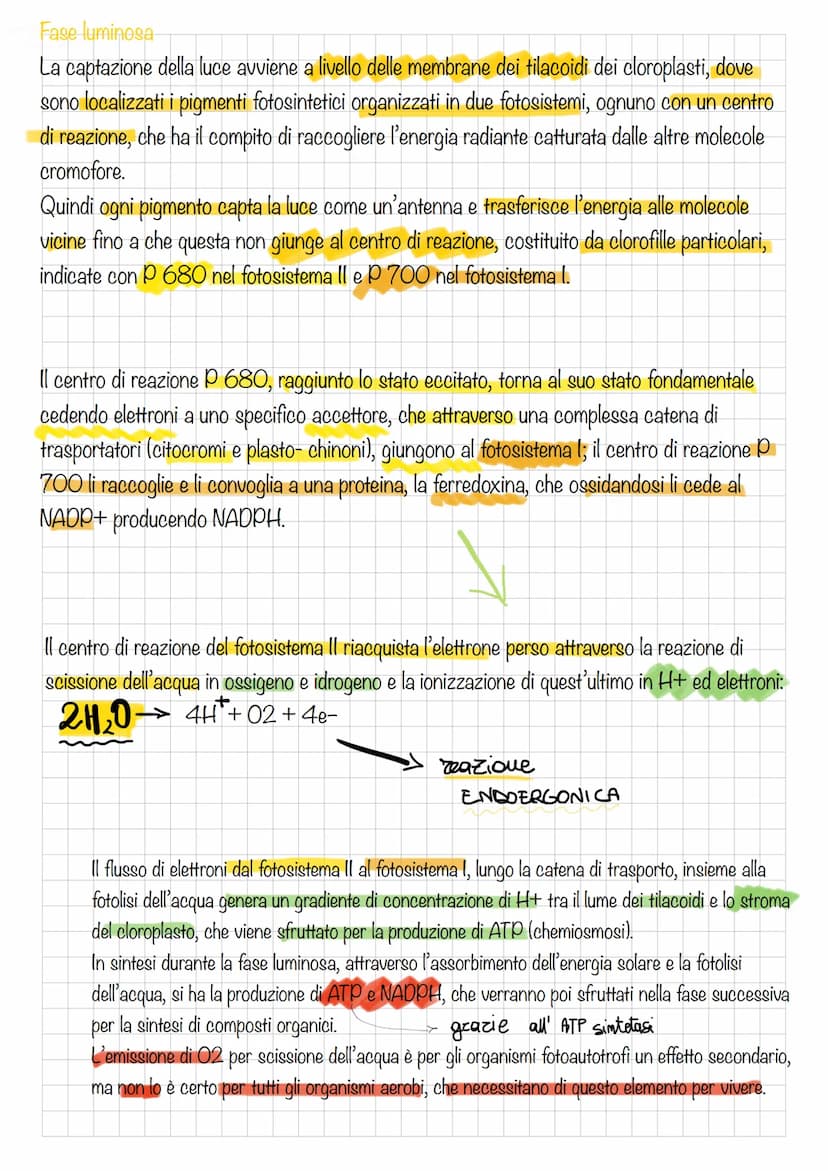 Fotosintesi clorofilliana
Gli organismi fotoautotrofi sono in grado trasformare l'energia luminosa in energia
chimica, a partire da CO2 e H2