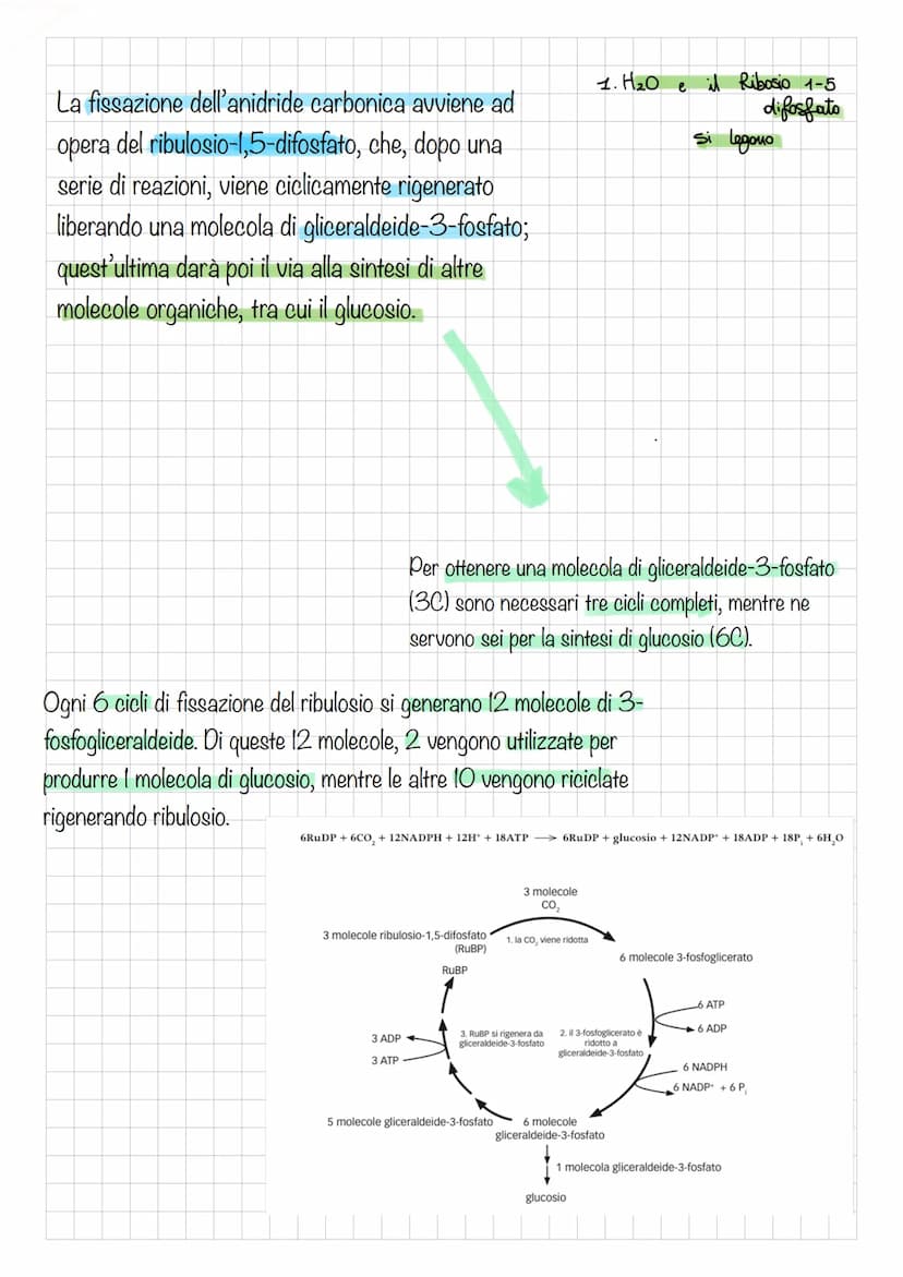 Fotosintesi clorofilliana
Gli organismi fotoautotrofi sono in grado trasformare l'energia luminosa in energia
chimica, a partire da CO2 e H2
