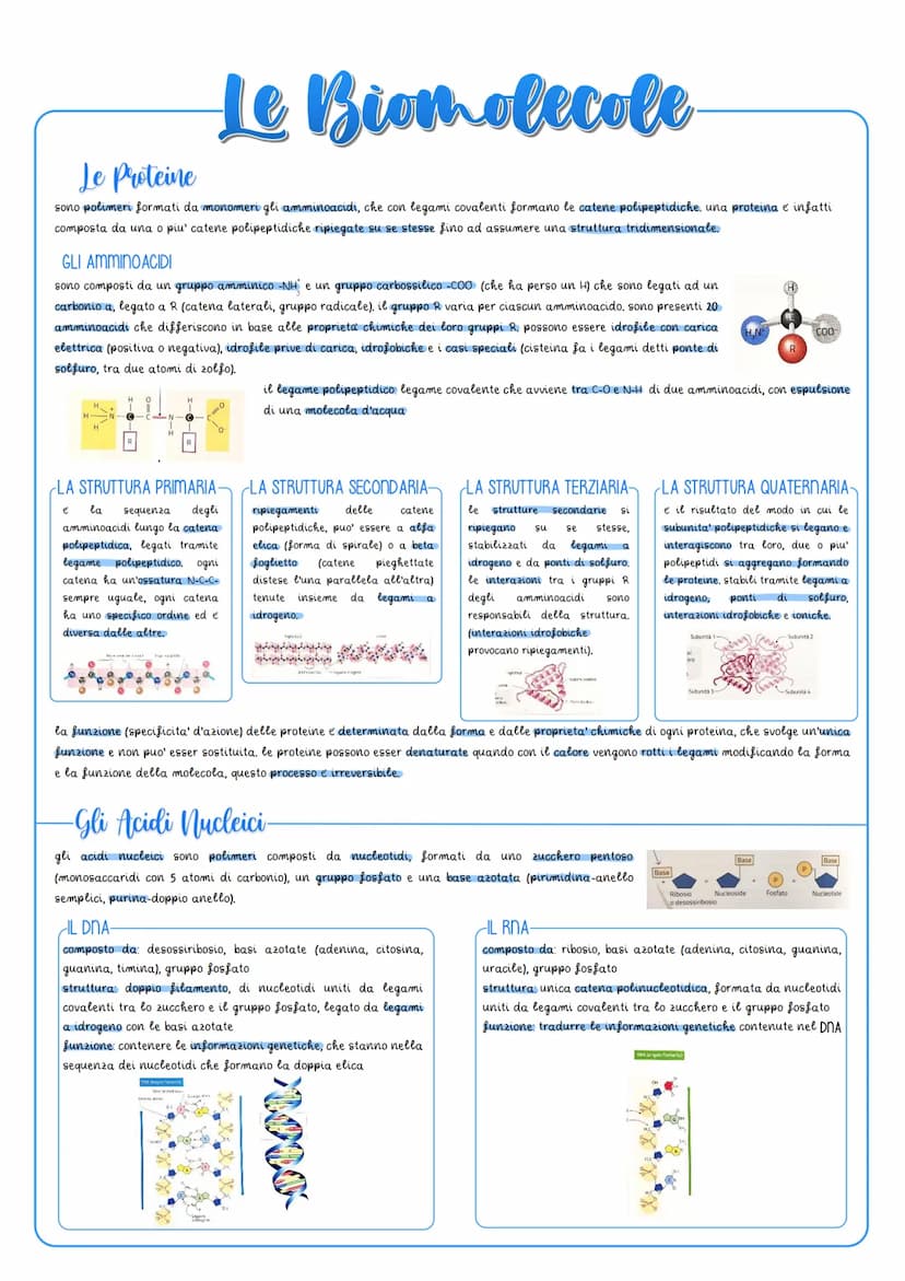 Le Biomolecole
Le Proteine
sono polimeri formati da monomeri gli amminoacidi, che con legami covalenti formano le catene polipeptidiche, una