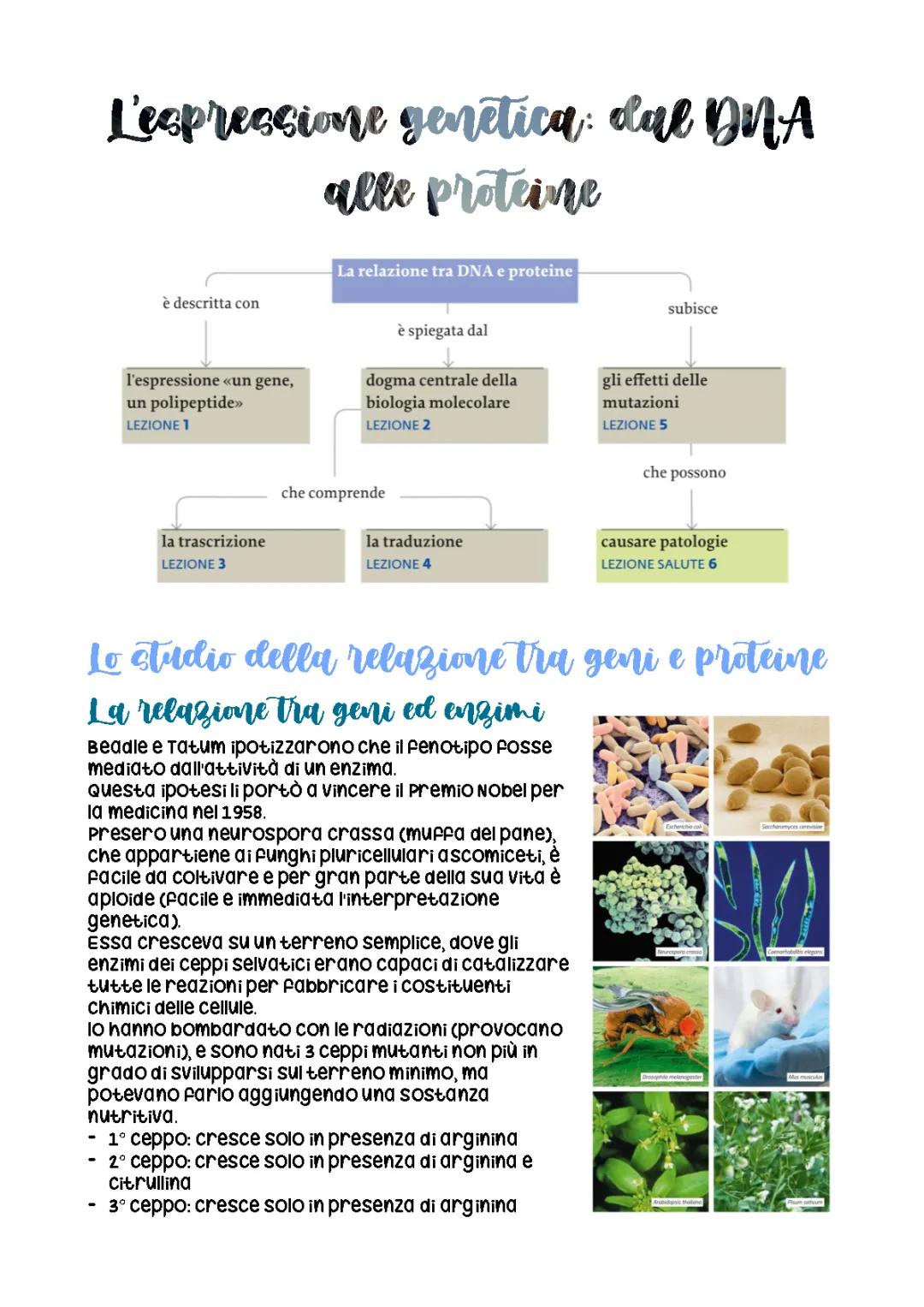 Dispense di Biologia Molecolare: Riassunto, Tecniche e Mutazioni