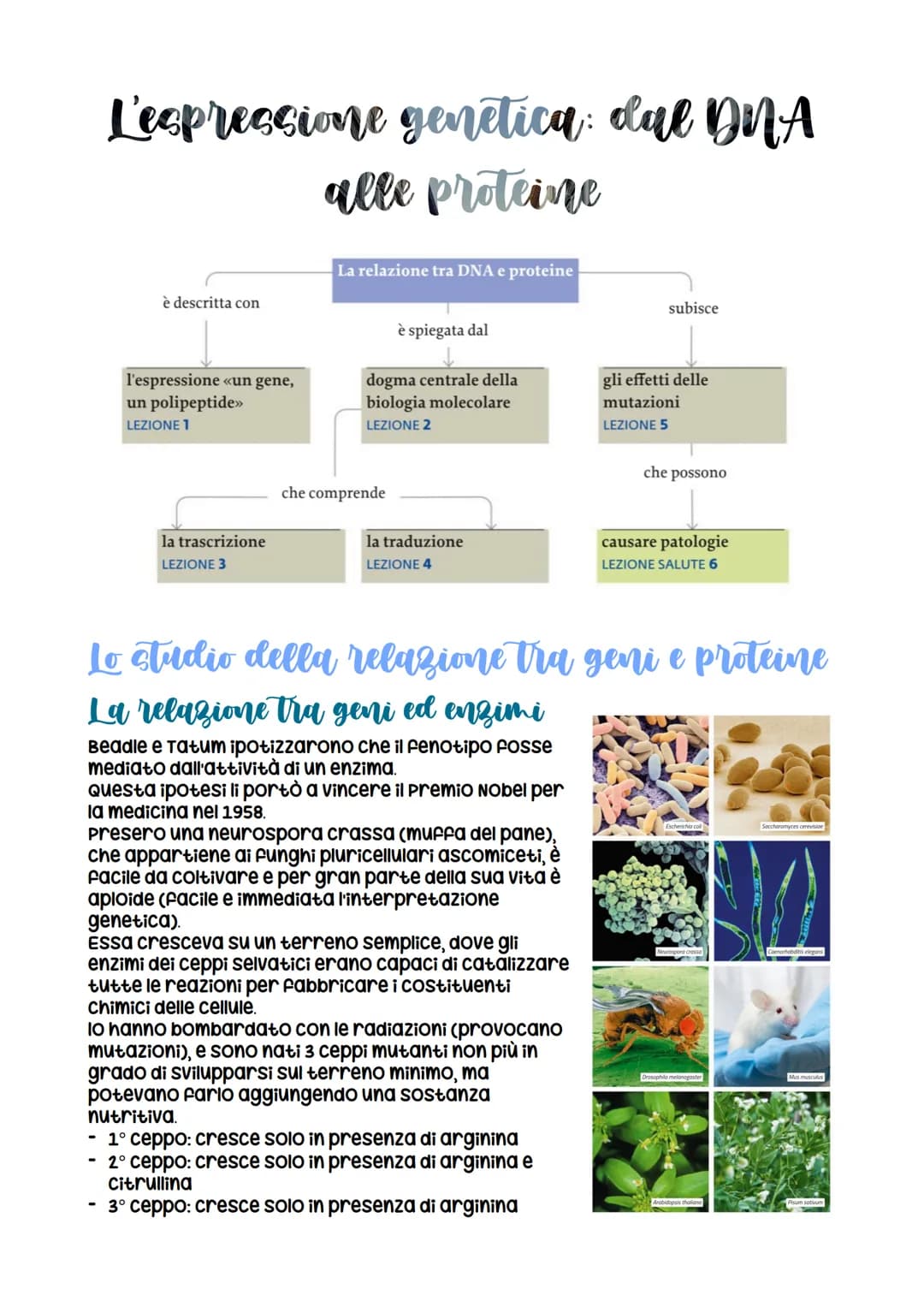 L'espressione genetica: dal DNA
alle proteine
è descritta con
l'espressione «un gene,
un polipeptide>>
LEZIONE 1
la trascrizione
LEZIONE 3
L