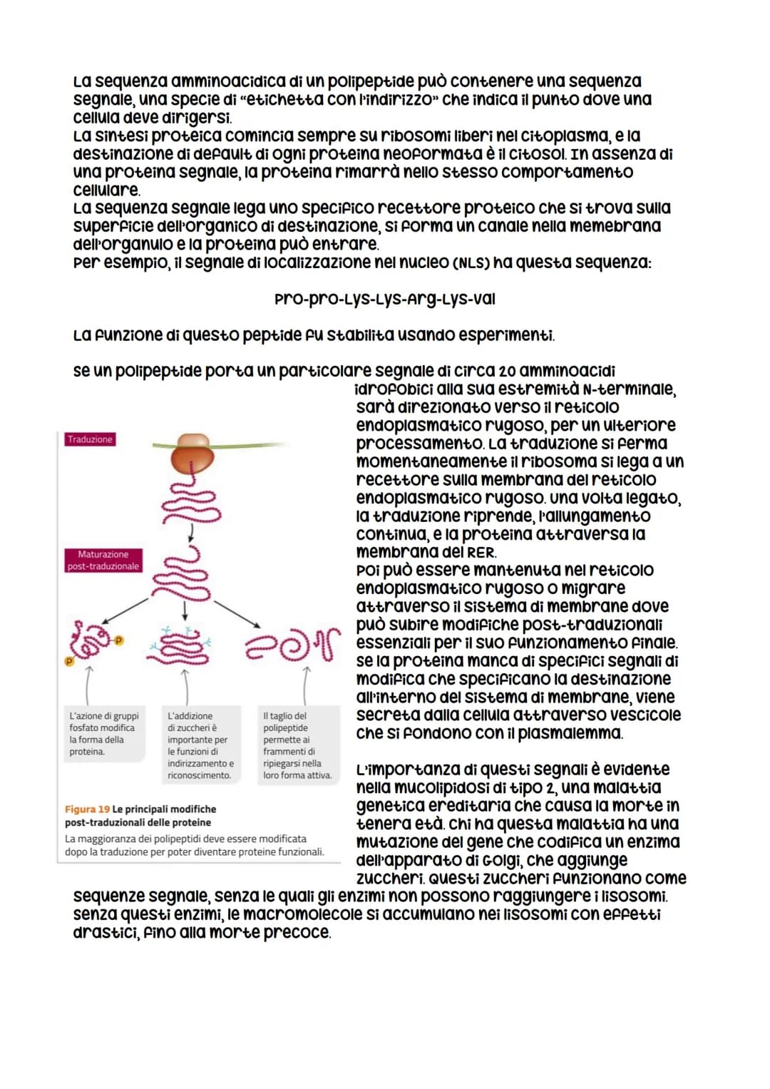 L'espressione genetica: dal DNA
alle proteine
è descritta con
l'espressione «un gene,
un polipeptide>>
LEZIONE 1
la trascrizione
LEZIONE 3
L