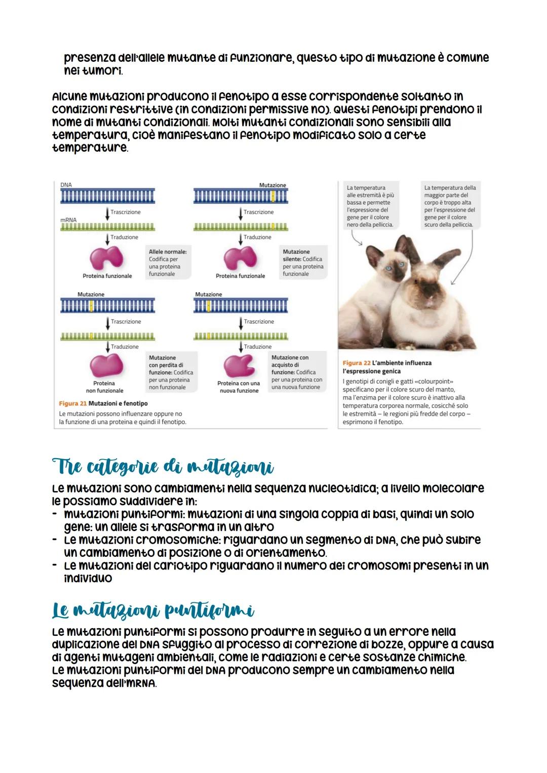 L'espressione genetica: dal DNA
alle proteine
è descritta con
l'espressione «un gene,
un polipeptide>>
LEZIONE 1
la trascrizione
LEZIONE 3
L