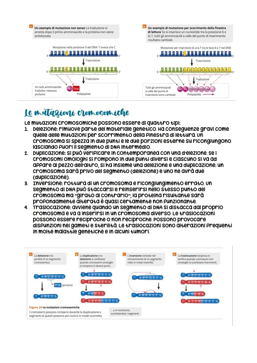 L'espressione genetica: dal DNA
alle proteine
è descritta con
l'espressione «un gene,
un polipeptide>>
LEZIONE 1
la trascrizione
LEZIONE 3
L