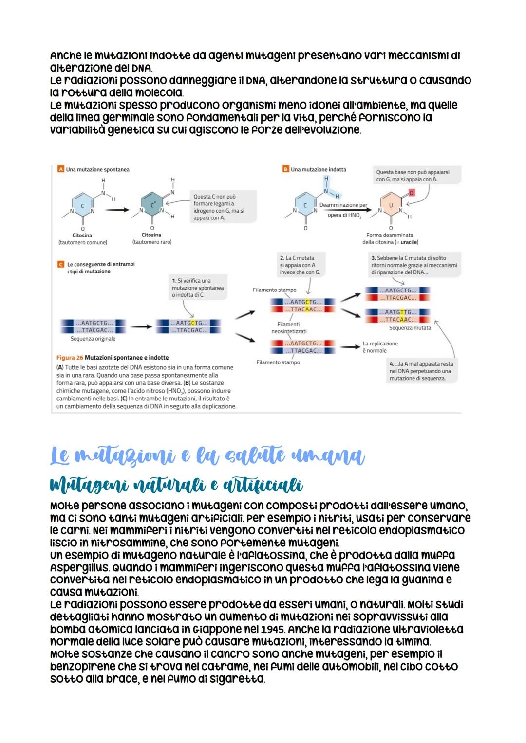 L'espressione genetica: dal DNA
alle proteine
è descritta con
l'espressione «un gene,
un polipeptide>>
LEZIONE 1
la trascrizione
LEZIONE 3
L