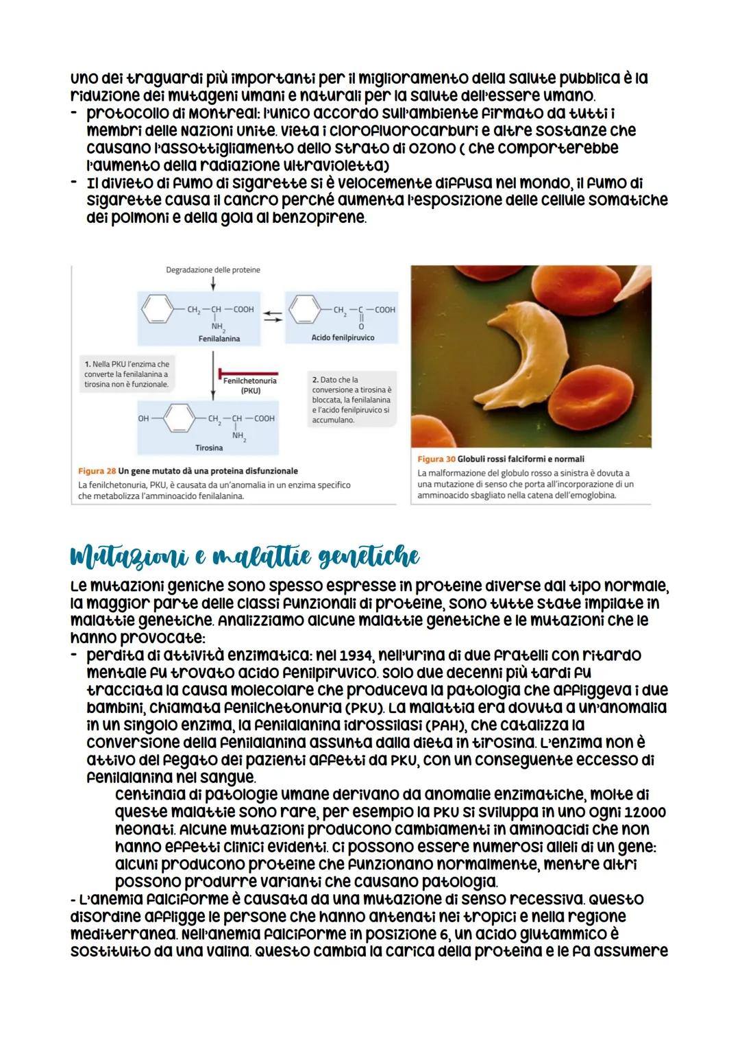 L'espressione genetica: dal DNA
alle proteine
è descritta con
l'espressione «un gene,
un polipeptide>>
LEZIONE 1
la trascrizione
LEZIONE 3
L