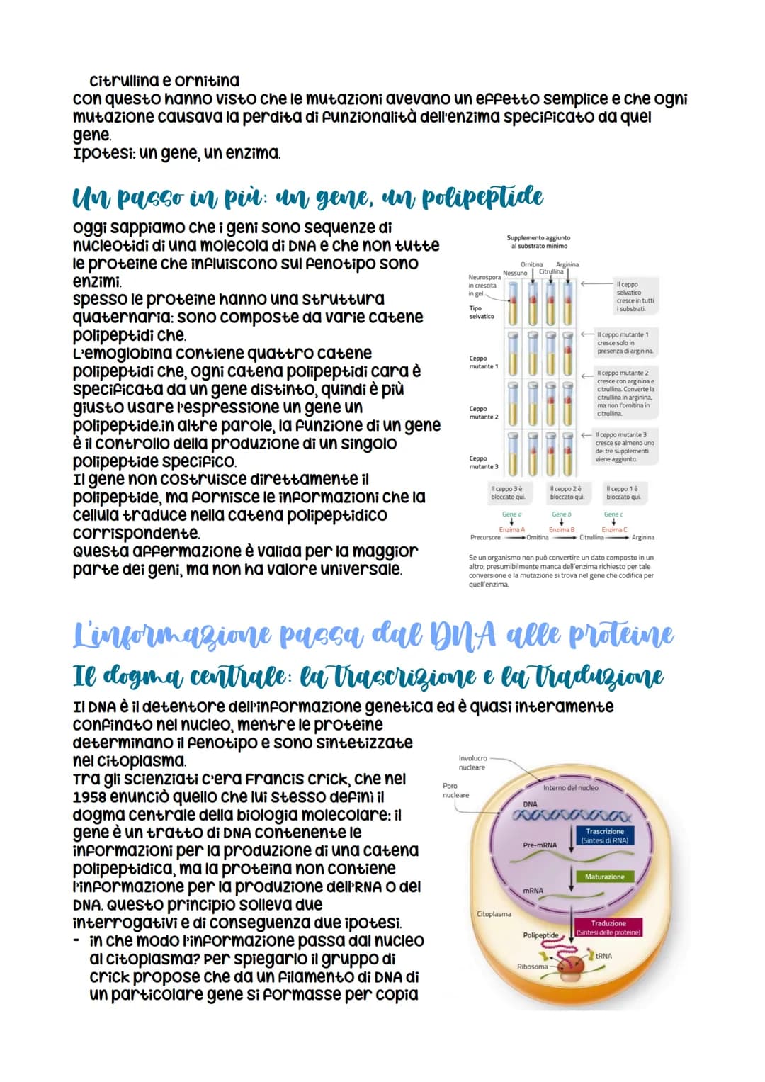 L'espressione genetica: dal DNA
alle proteine
è descritta con
l'espressione «un gene,
un polipeptide>>
LEZIONE 1
la trascrizione
LEZIONE 3
L