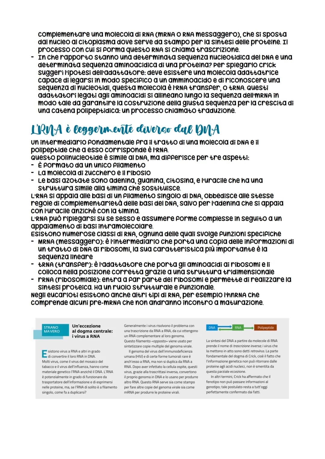 L'espressione genetica: dal DNA
alle proteine
è descritta con
l'espressione «un gene,
un polipeptide>>
LEZIONE 1
la trascrizione
LEZIONE 3
L