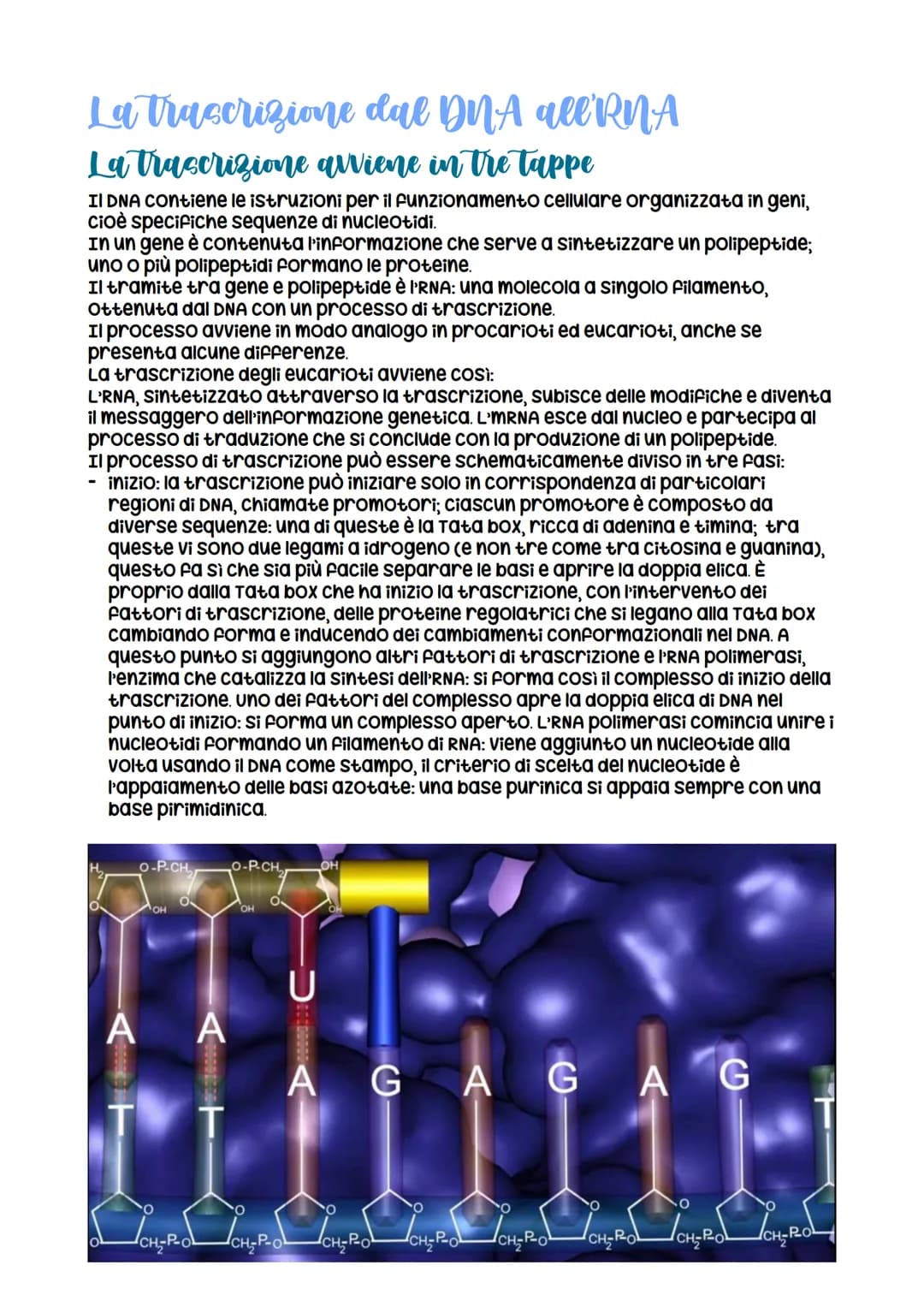 L'espressione genetica: dal DNA
alle proteine
è descritta con
l'espressione «un gene,
un polipeptide>>
LEZIONE 1
la trascrizione
LEZIONE 3
L