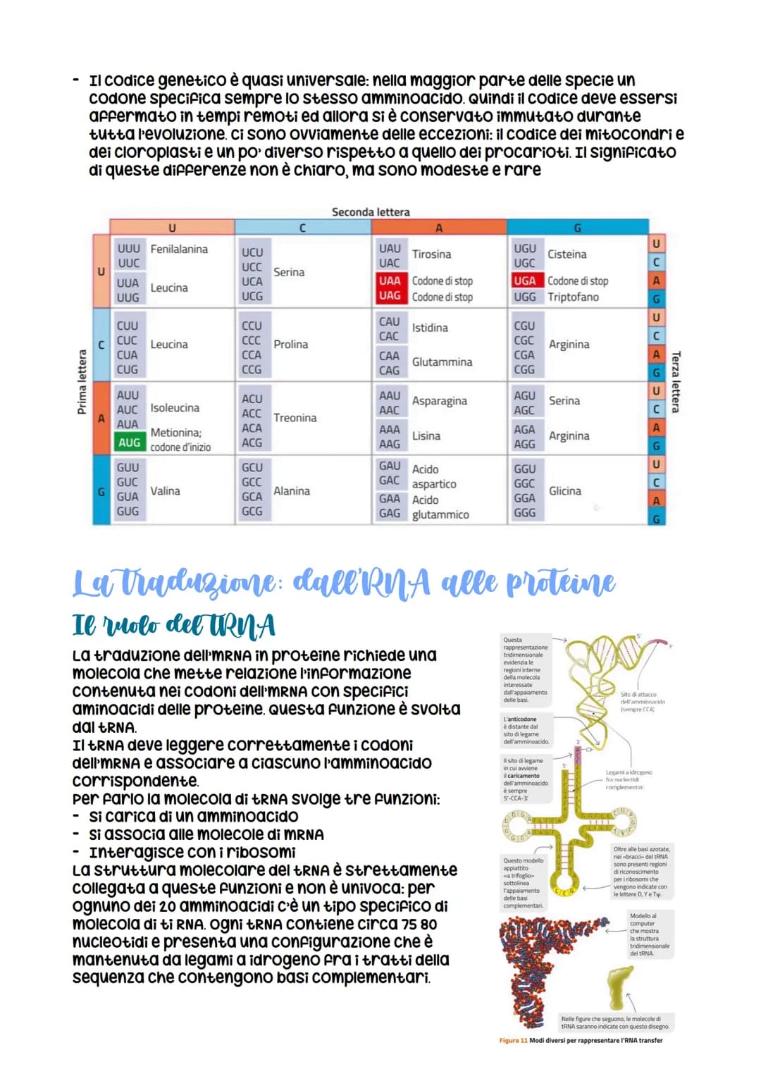 L'espressione genetica: dal DNA
alle proteine
è descritta con
l'espressione «un gene,
un polipeptide>>
LEZIONE 1
la trascrizione
LEZIONE 3
L