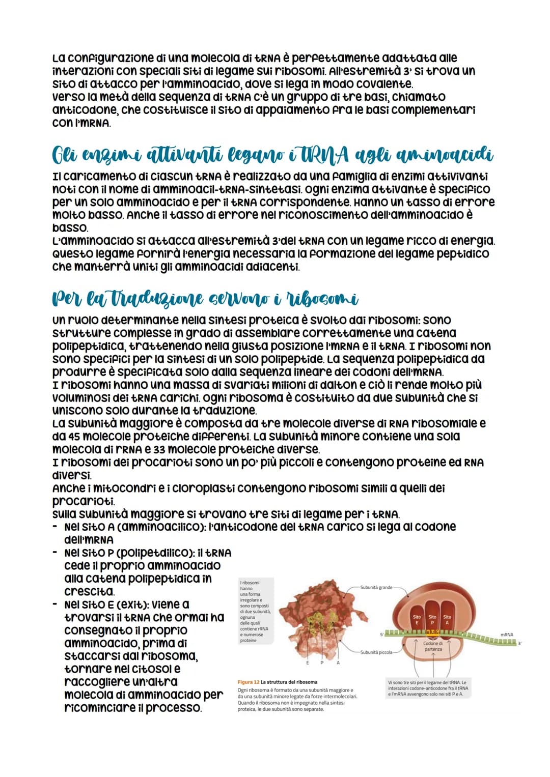 L'espressione genetica: dal DNA
alle proteine
è descritta con
l'espressione «un gene,
un polipeptide>>
LEZIONE 1
la trascrizione
LEZIONE 3
L