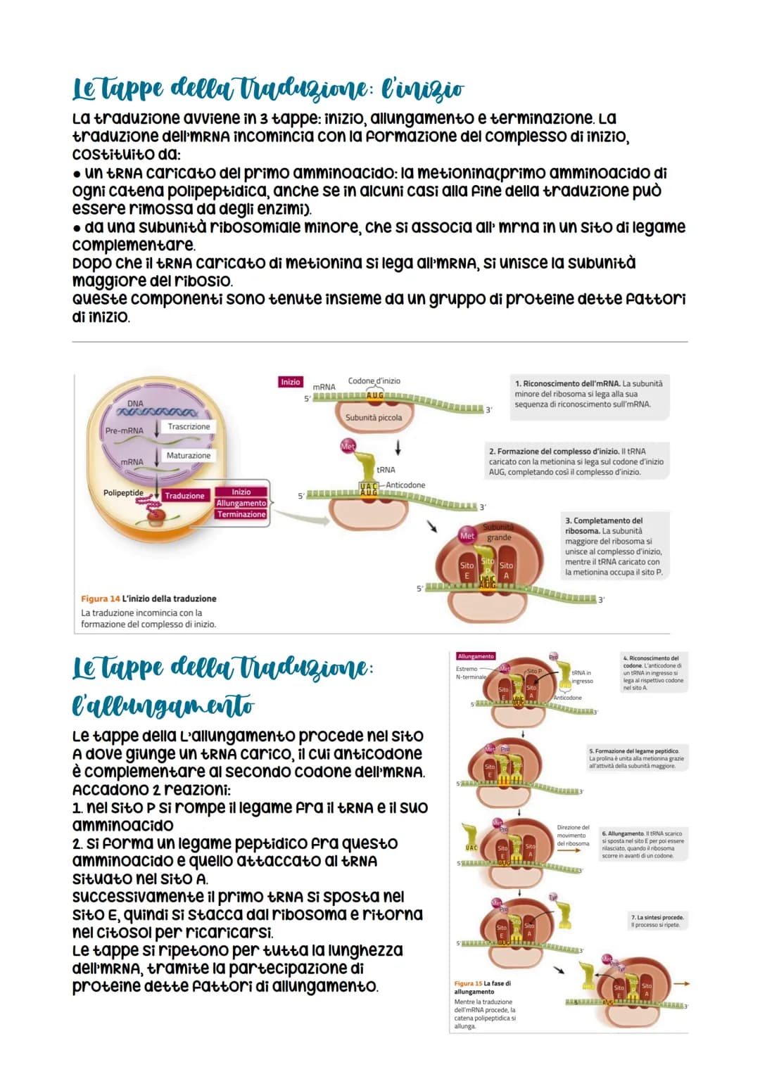 L'espressione genetica: dal DNA
alle proteine
è descritta con
l'espressione «un gene,
un polipeptide>>
LEZIONE 1
la trascrizione
LEZIONE 3
L