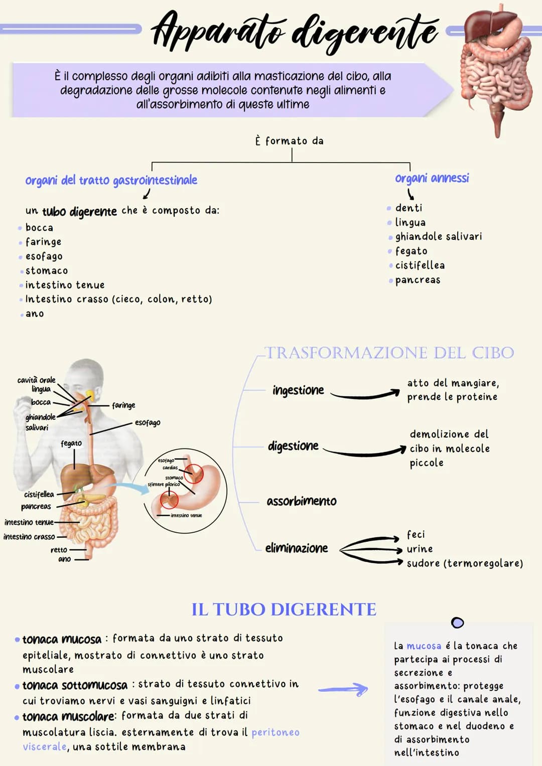 organi del tratto gastrointestinale
2
un tubo digerente che è composto da:
bocca
faringe
• esofago
- stomaco
ano
È il complesso degli organi