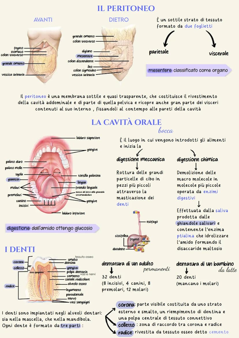 organi del tratto gastrointestinale
2
un tubo digerente che è composto da:
bocca
faringe
• esofago
- stomaco
ano
È il complesso degli organi